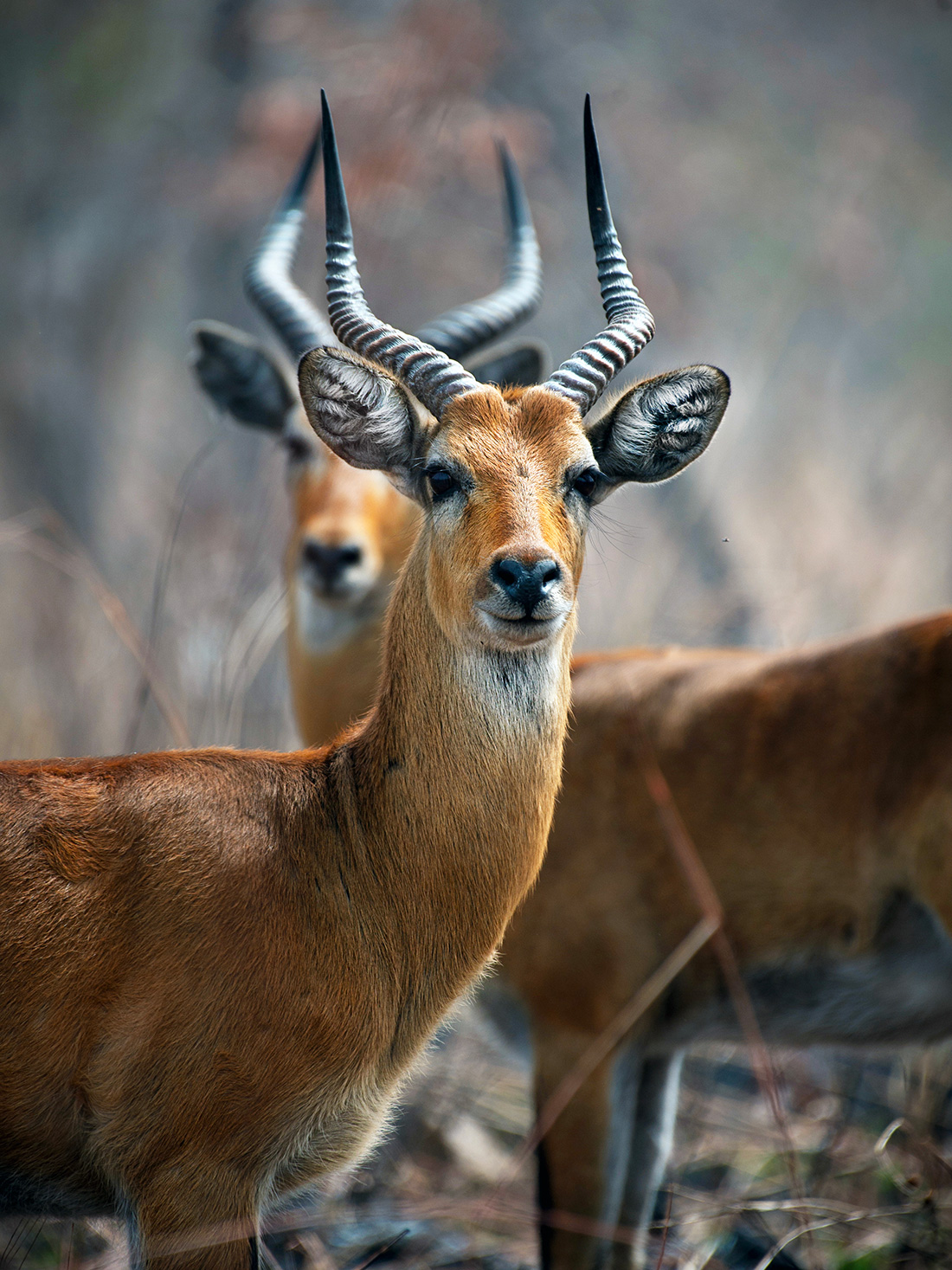 Contact Us Faro Safaris